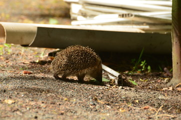 Hérisson commun (Erinaceus europaeus) © Emmanuelle KUHN