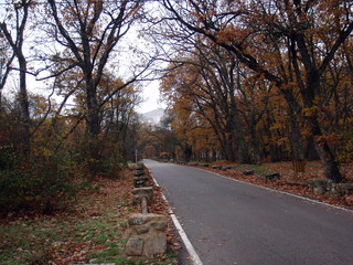 Fototapeta premium camino otoño