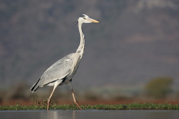 Grey heron, Ardea cinerea