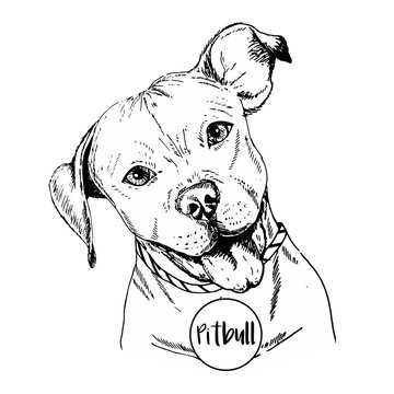 https stock adobe com images vector close up portrait of english pitbull hand drawn domestic pet dog illustration isolated on white background 121262740 start checkout 1 content id 121262740