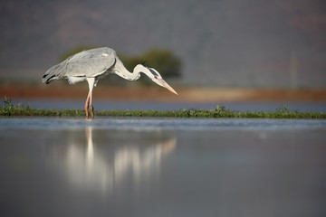 Grey heron, Ardea cinerea