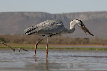 Grey heron, Ardea cinerea