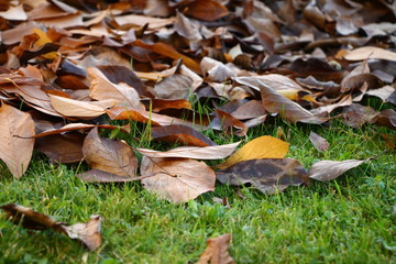 Autumn magnolia leaves on green grass