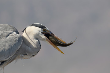 Fototapeta premium Grey heron, Ardea cinerea