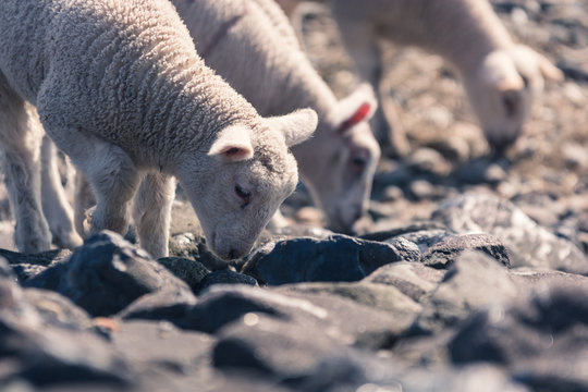 sheeps frends