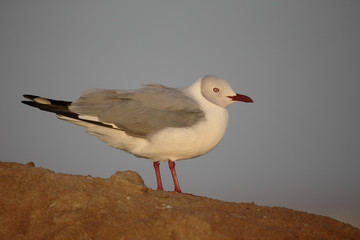 Grey-headed gull, Larus cirrocephalus