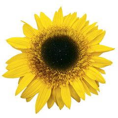 Naklejka premium Yellow Sunflower Isolated on white Background