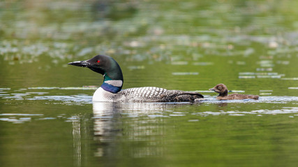 Loon and babe