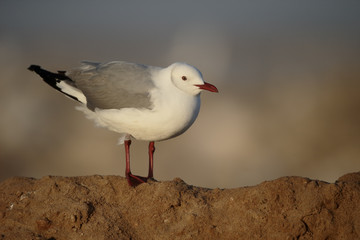 Obraz premium Mewa szarogłowa, Larus cirrocephalus