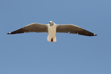 Grey-headed gull, Larus cirrocephalus