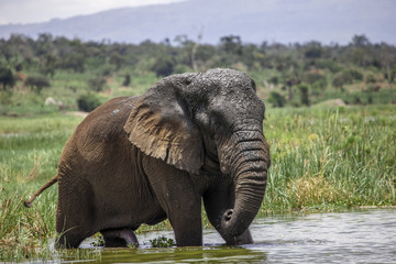 Old Elephant Bull in Lake Akagera