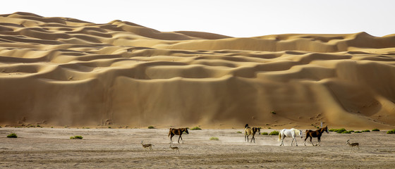 Arabian Horses and Gazelles