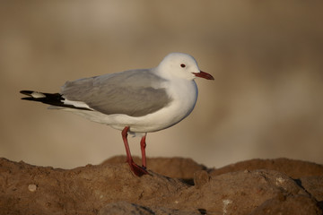 Hartlaubs gull, Chroicocephalus hartlaubii