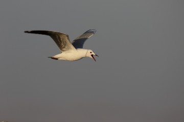 Obraz premium Hartlaubs gull, Chroicocephalus hartlaubii