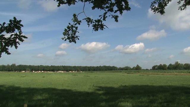 Dutch cows landscape