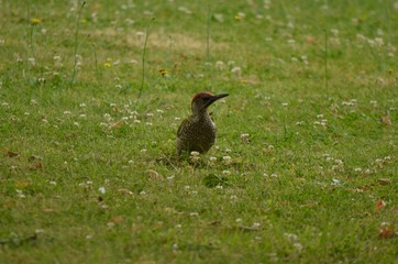 Pic vert (Picus viridis)