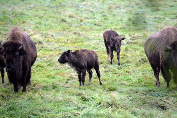 Büffelfamilie im Spätsommer, 2 Muttertiere mit 2 Kälbern