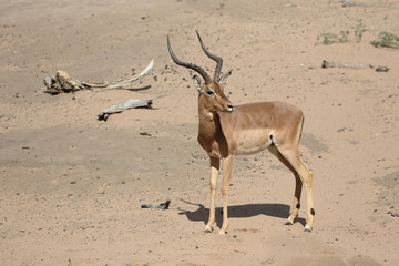 Impala, Aeplyceros melampus