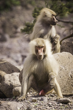Peeing Baboon