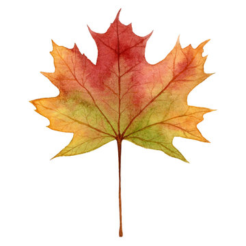 Maple leaf in autumn colors,watercolor hand draw illustration, isolated on white background
