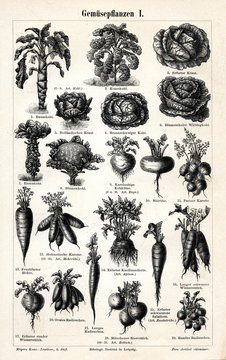 Vegetable crops 1(from Meyers Lexikon, 1895, 7/288/289)