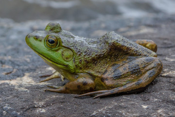 Bull Frog