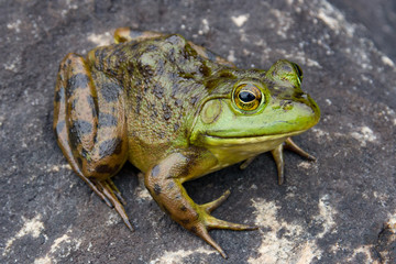 Bull Frog