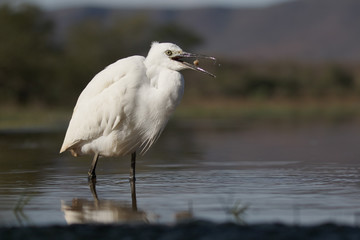 Little egret, Egretta garzetta