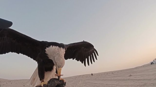 Bald eagle flying to falconer's glove early evening in Arabian Desert
