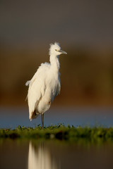 Little egret, Egretta garzetta
