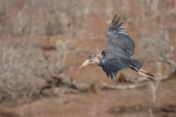Marabou stork, Leptoptilos crumeniferus
