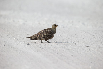 Namaqua sandgrouse, Pterocles namaqua