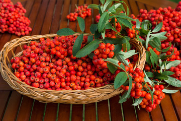 Ripe bunches of rowan berries in a wicker basket. Photographed outdoor in sunny day.