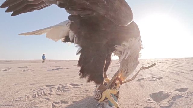 Side closeup of American bald eagle landing on lure on desert dune