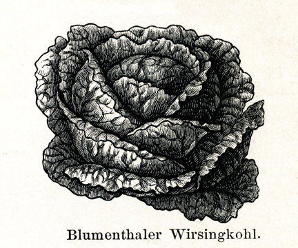 Blumenthal savoy cabbage (from Meyers Lexikon, 1895, 7/288/289)