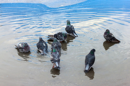 Urban pigeons bathe in the puddle.