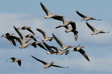 Greylag goose (Anser anser)