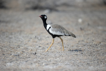 Northern Black-korhaan, Afrotis afraoid