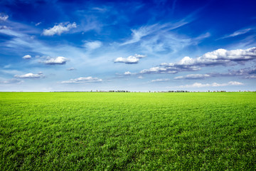 Fototapeta na wymiar Field of green fresh grass under blue sky