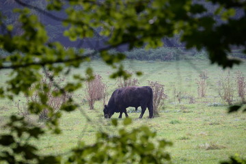 schwarzer Angusbulle auf der spätsommerlichen Weide