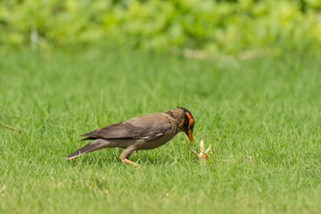 Bank Myna Bird hunting locust