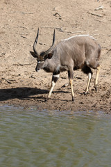 Nyala, Tragelaphus angasii
