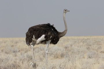 Ostrich, Struthio camelus