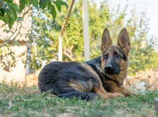 German shepherd dog looking aside and lying on the grass waiting for her owner.