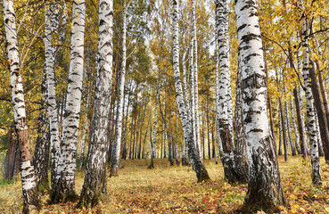 Obraz premium Birch grove with yellow leaves in cloudy autumn day