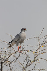 Pale chanting-goshawk, Melierax canorus