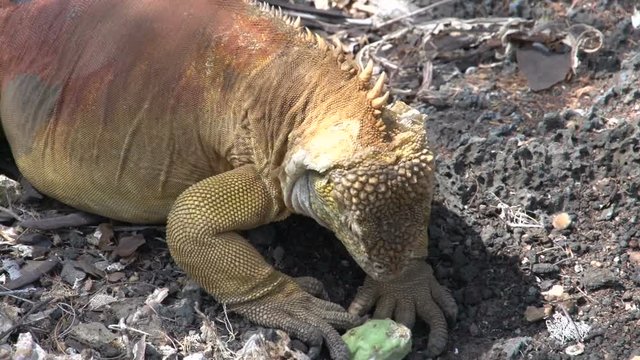 Galapagos land iguana eating fruit at Santa Cruz, Galapagos Islands, Ecuador