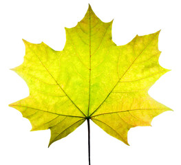 Obraz premium autumn maple leaf isolated on white background