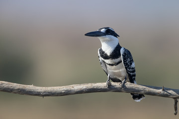 Pied kingfisher, Ceryle rudis