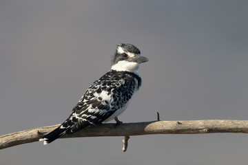 Pied kingfisher, Ceryle rudis